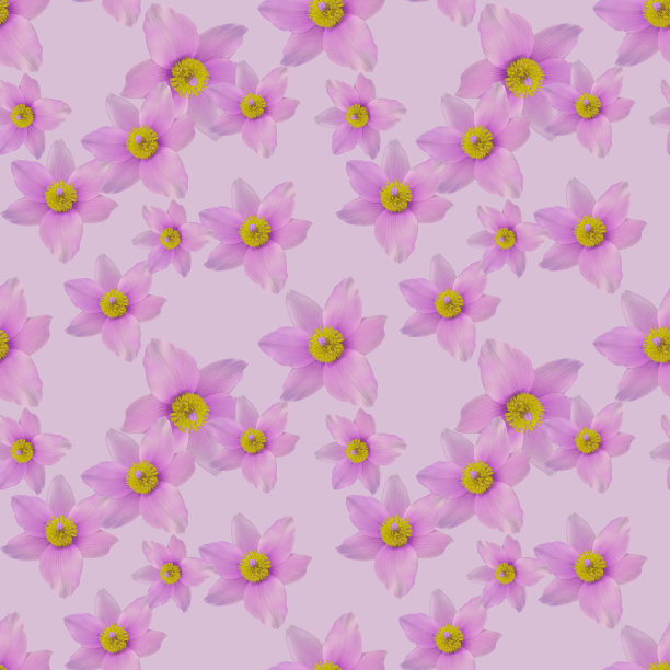 朝鲜白头翁,白头翁。插图，花的纹理。用于连续复制的无缝模式。花卉背景，照片拼贴为纺织品，棉布面料。用于墙纸、封面、印刷品。图片下载