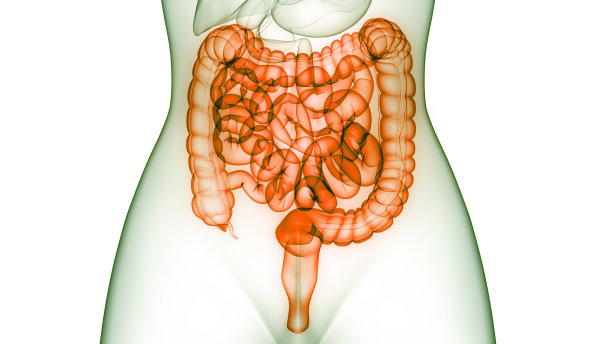 人体消化系统大小肠解剖图片下载