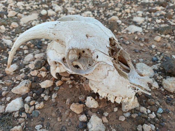 卡拉瓦将适合地面图片下载