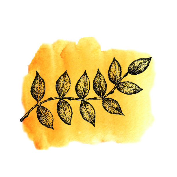 图形树枝与树叶在黄色水彩纹理背景。手绘插图模板设计，社交媒体，封面，织物，包装，壁纸图片下载