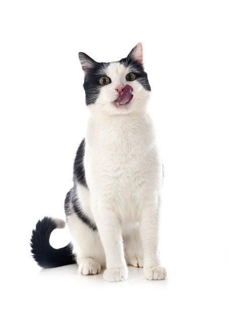 野生猫科动物图片下载