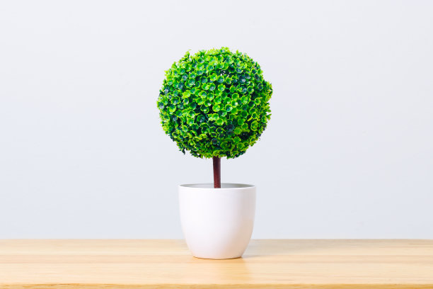 桌子上装饰房间的花盆树。盆栽植株孤立在白色上。图片下载