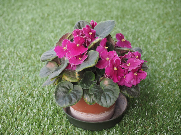 紫色Saintpaulia花图片下载