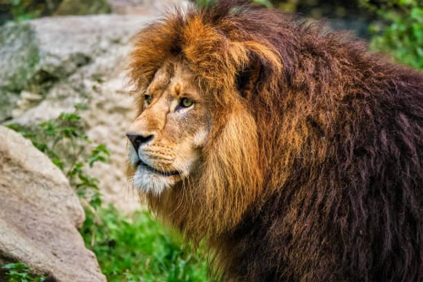 丛林中的狮子在大自然的森林里图片下载
