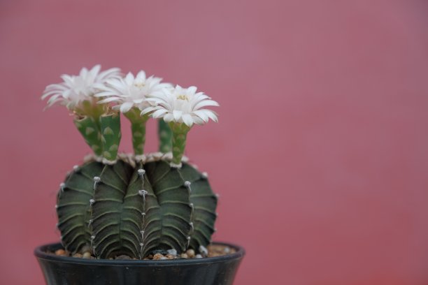 白色的仙人掌花图片下载