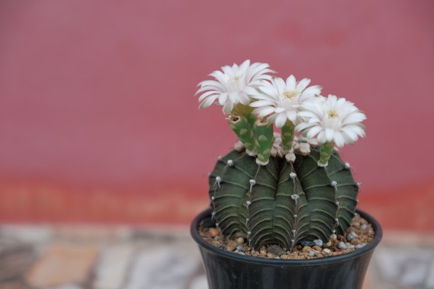 白色的仙人掌花图片下载