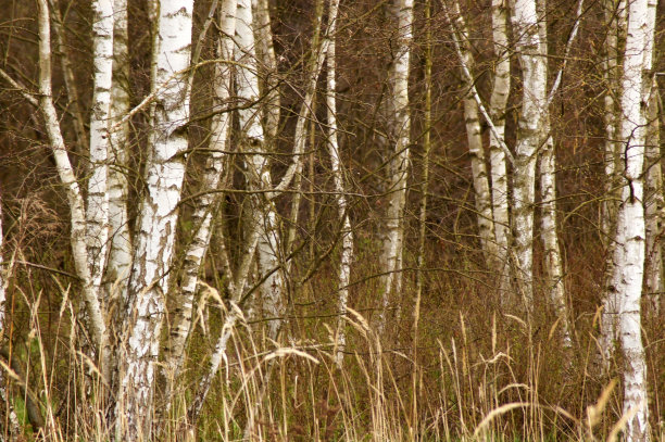 图片背景是桦树图片下载