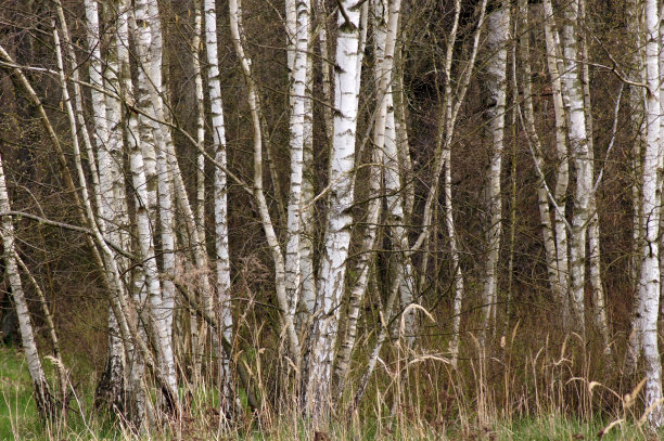 图片背景是桦树图片下载