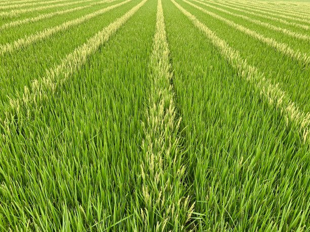 传统的绿色稻田稻田别具一格图片下载