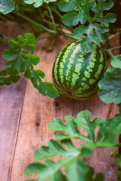收成。一个夏天的小西瓜。种植西瓜。图片下载