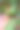 收成。一个夏天的小西瓜。种植西瓜。图片下载