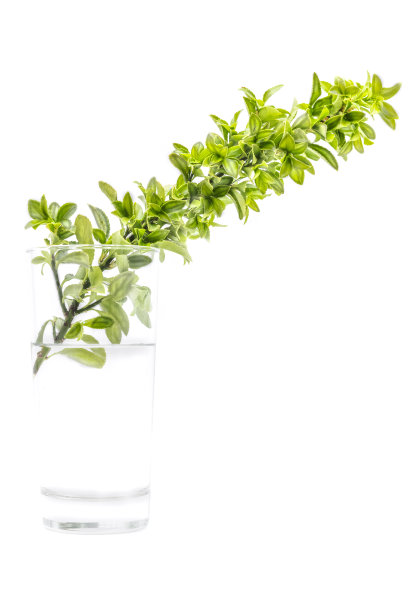 半透明的日本小树枝也被称为黄杨，孤立在白色背景的透明玻璃与水图片下载
