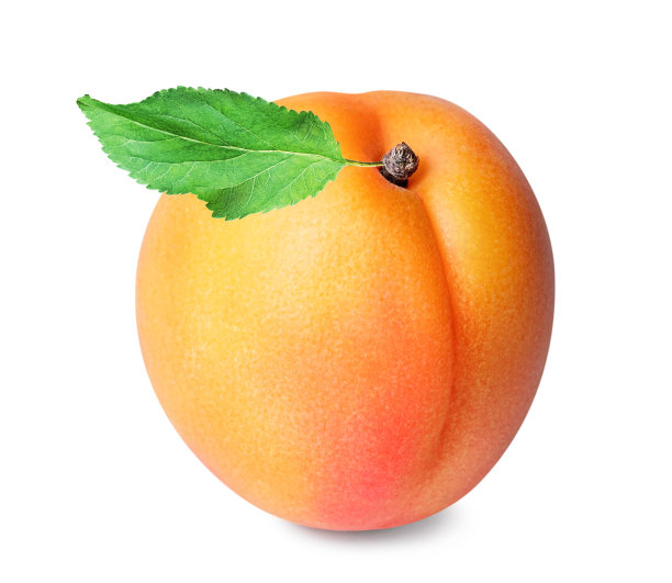 白底上的杏子。图片下载