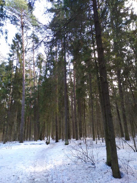 冬天的森林与融化的春天的雪在明亮的阳光照耀图片下载