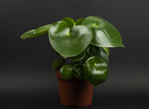 在黑色背景的锅里的多葡萄酒香图片下载