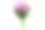 花瓶里的一束菊花，孤立在白色的背景上。新鲜的柑橘。图片下载