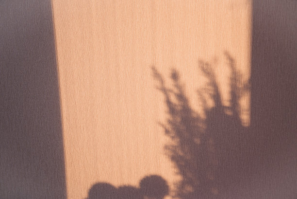 米色墙壁上美丽的花影图片下载