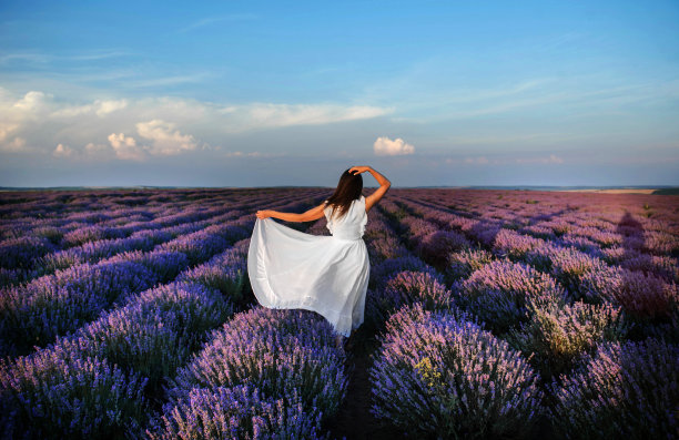 一个穿着白色连衣裙的年轻女子走在薰衣草田的背影。图片下载