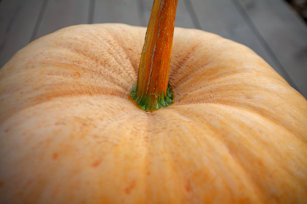 特写南瓜躺在一张木桌上图片下载