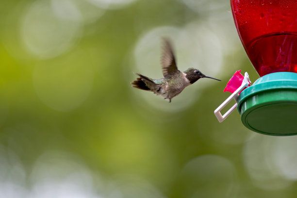 一只红喉蜂鸟正在从蜂鸟喂食器里吮吸花蜜。图片下载