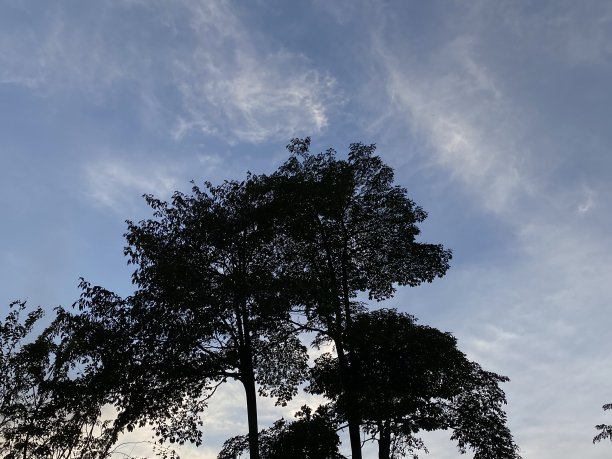 傍晚树木的剪影图片下载