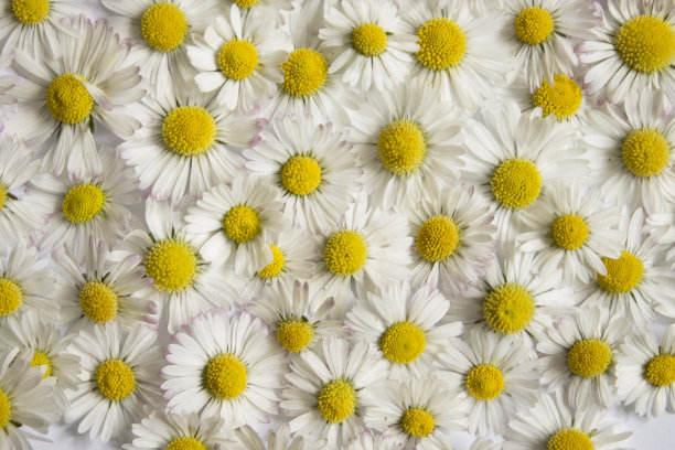 白色和黄色的雏菊图案图片下载