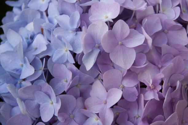 蓝色绣球花艺术花卉自然纹理。肖像照片纹理。数码工作室背景，最适合可爱的家庭照片，大气新生儿设计Photoshop叠加。图片下载