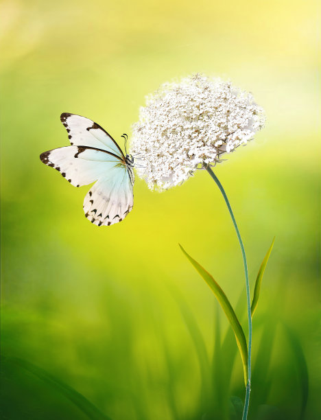 美丽的毛绒绒的白色花和白色蝴蝶在自然的黄绿色背景特写，户外。图片下载