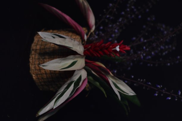 黑色背景的花朵图片下载