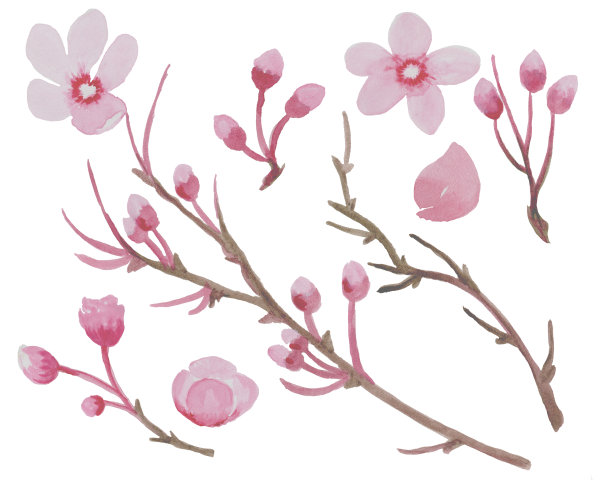 水彩剪纸花樱花，樱花分枝，开花，分枝，芽在树枝上。 樱花花环，水彩花卉剪纸。图片下载