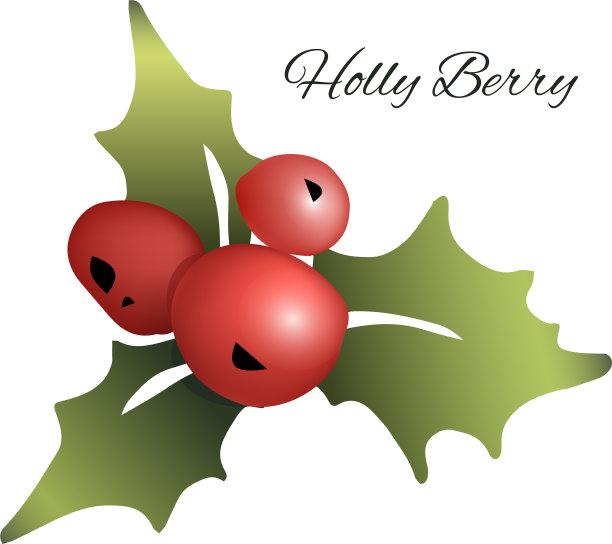 槲寄生枝上有红色的冬青浆果图片下载