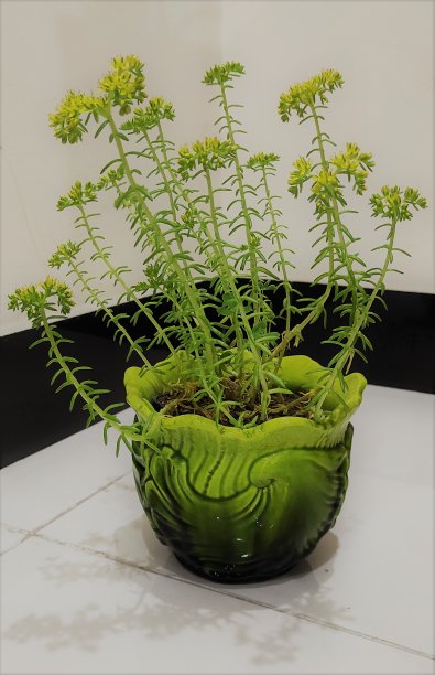 插在花瓶里图片下载