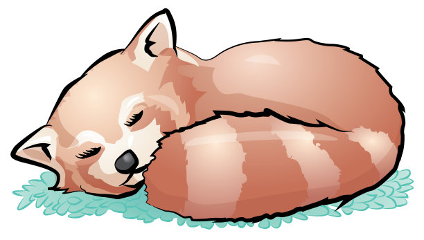 红熊猫图片下载