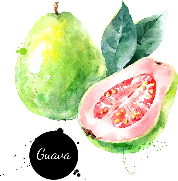 水彩手绘番石榴果手绘素描图片下载