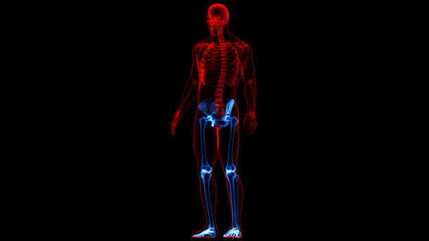 人体骨骼系统、下肢、骨关节解剖学图片下载