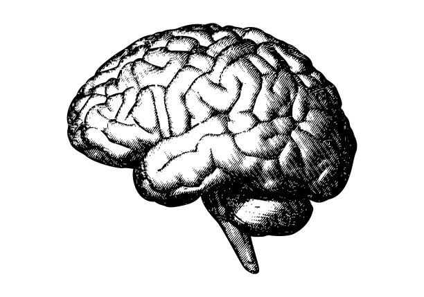复古的人脑雕刻侧面矢量插图图片下载