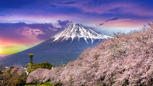 日本静冈县，春天日出时的樱花和富士山。图片下载