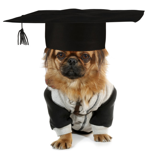 戴着学士学位帽的北京小狗被孤立在白色背景上图片下载
