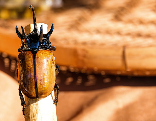 单虫标本大力神甲虫为鞘翅目黑色和棕色。森林中的硬翅虫和节肢虫。图片下载