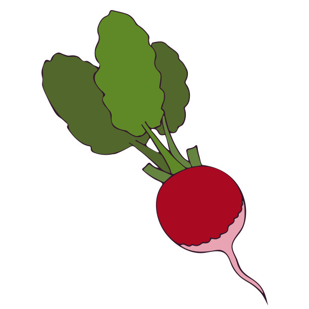 根类蔬菜或萝卜类蔬菜，新鲜的绿叶蔬菜。平面向量插图。夏季图片下载
