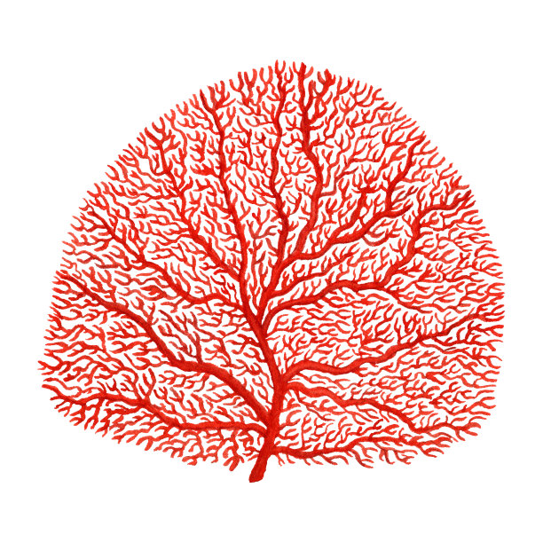 红色水彩海洋珊瑚。手绘水下海藻。珊瑚礁对象。海洋生物。手绘海洋元素孤立图片下载