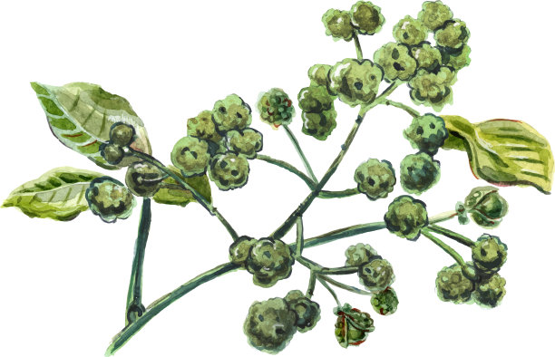 四川胡椒光栅图片下载