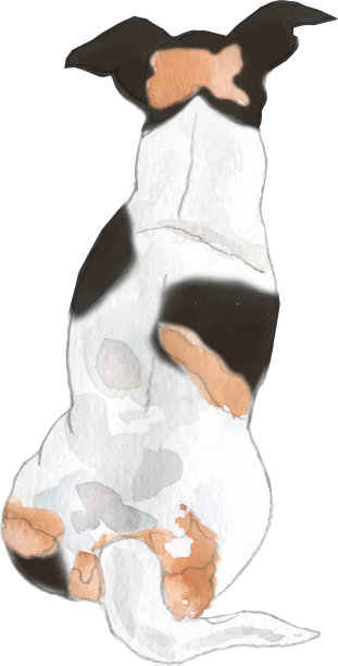 杰克罗素品种的狗图片下载