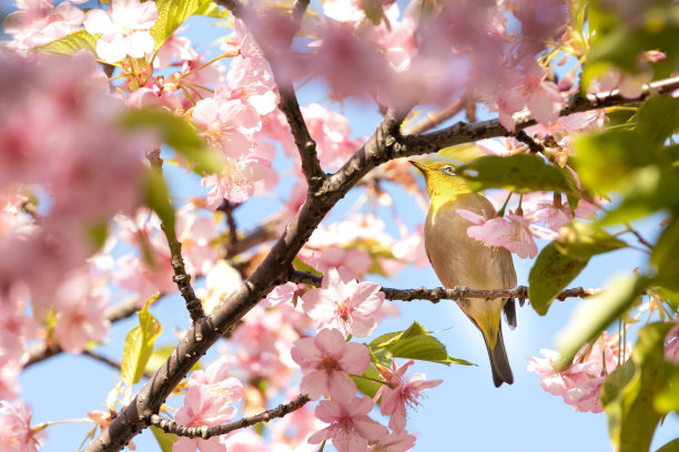 川崎樱花和白眼，市川市，千叶县，日本，市川市，千叶县，日本图片下载
