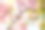 川崎樱花和白眼，市川市，千叶县，日本，市川市，千叶县，日本图片下载