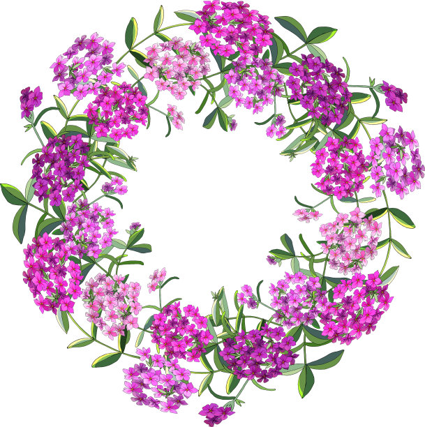 花环夹竹桃花孤立在白色上图片下载