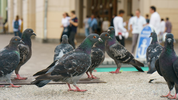 城市鸽子在街道上图片下载