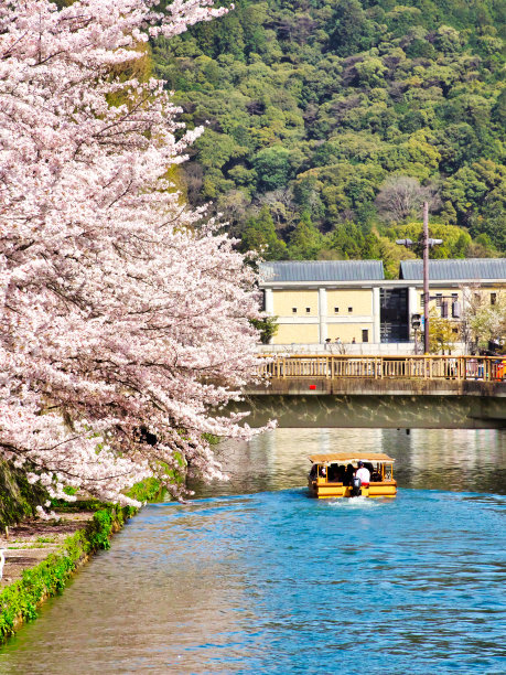 樱花盛开的季节，在Biwako Sosui或Biwa湖运河上乘船图片下载