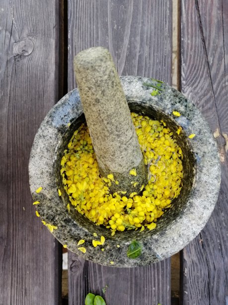 灰浆中的黄芽图片下载