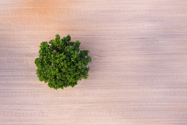 从上往下看，在耕地中间的一棵孤零零的树，田地里有拖拉机的履带，拷贝空间图片下载